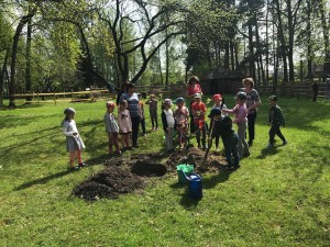 Panevėžio Gamtos mokyklos mokiniai sodina obelaitę